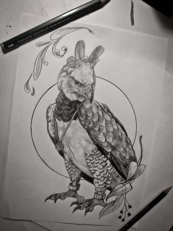 Harpie Vogel Zeichnung