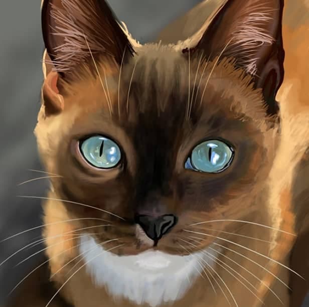 Katzen illustration