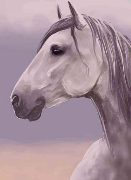 Pferde illustration