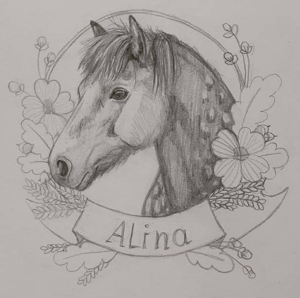 Pferde Zeichnung